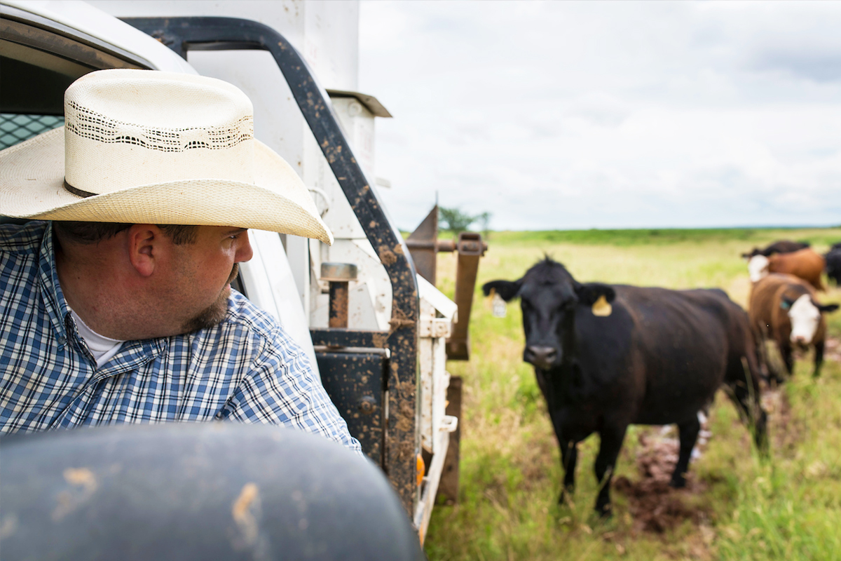 Student feeding cattle.
