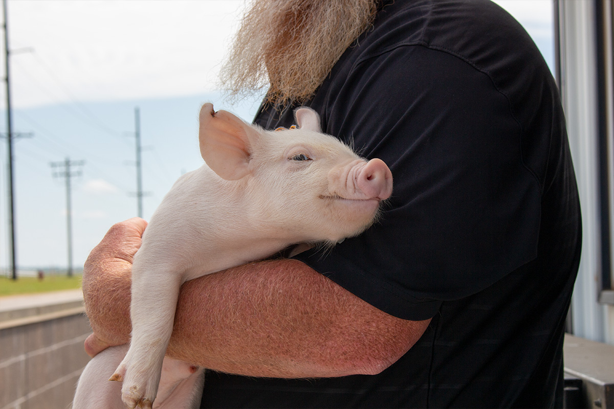 Person holding piglet