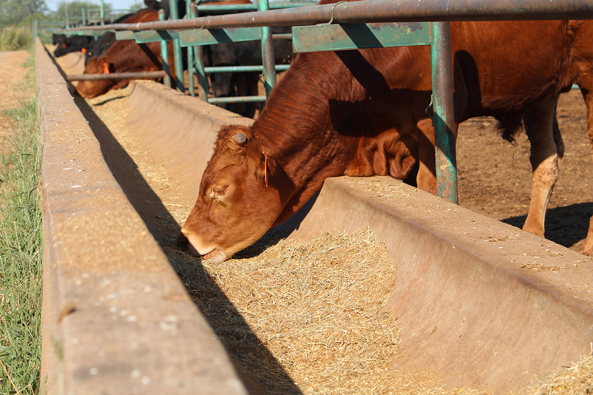Cow eating feed from trough