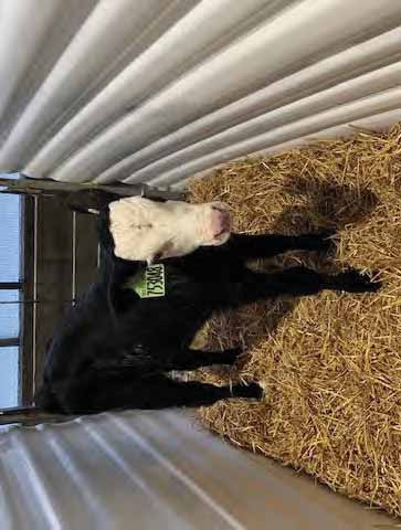 A black calf with a white bald face standing in shavings.