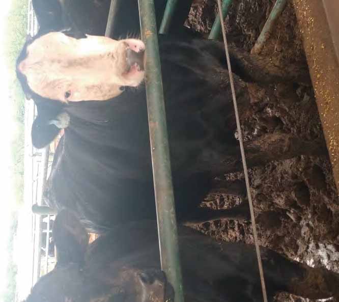 Cattle standing behind a fence in a pen.