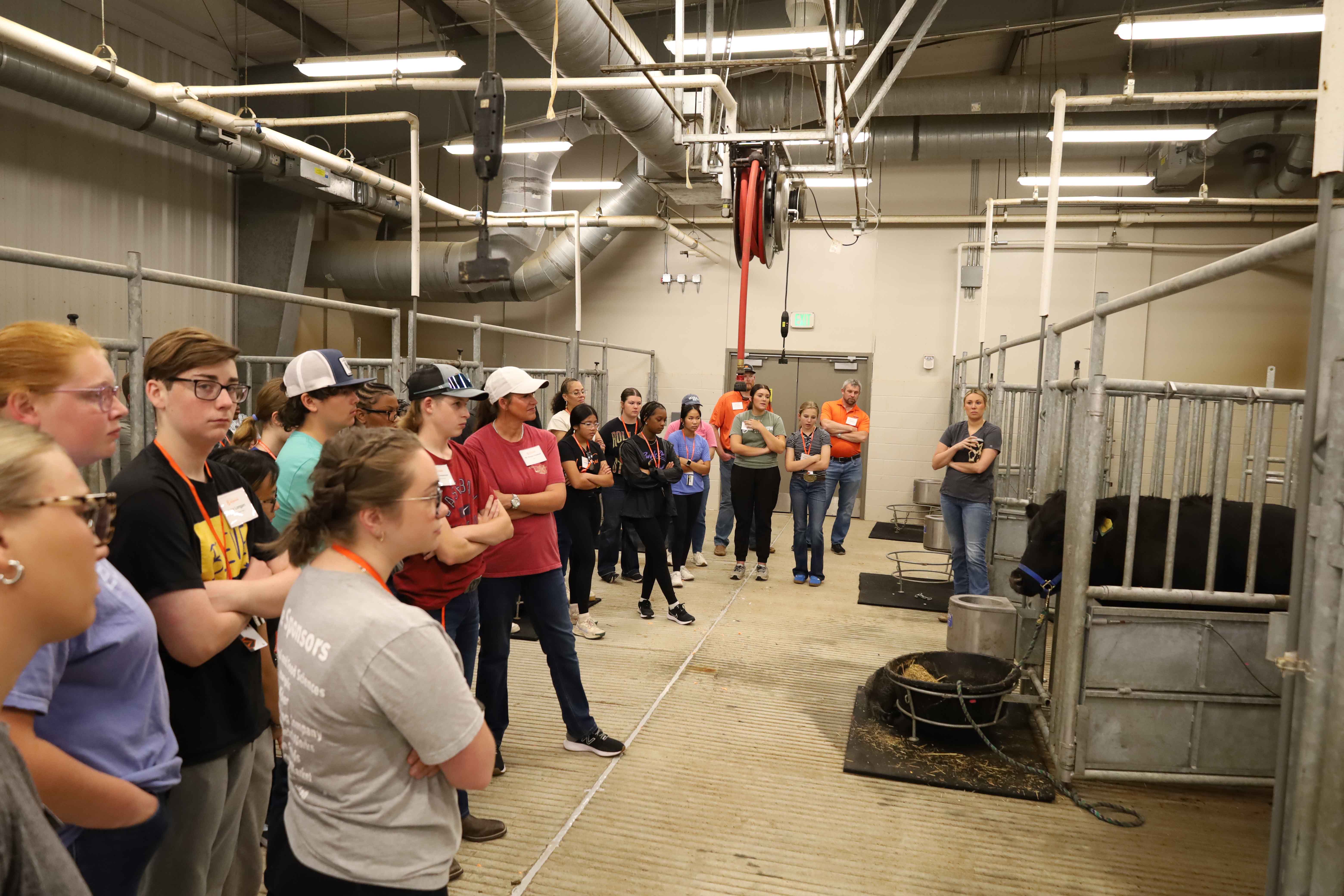 Students gathered around cow listening to instructor