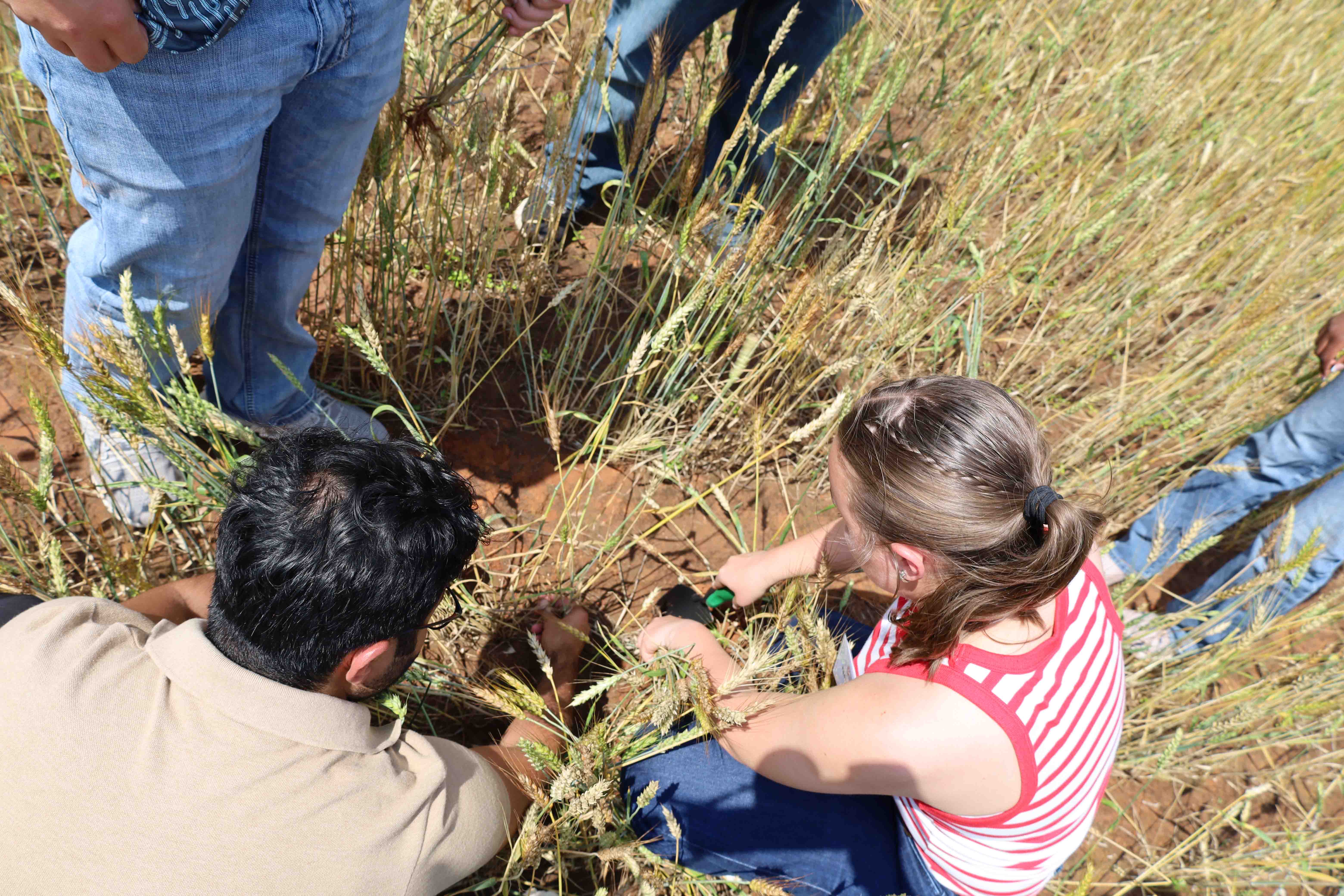 Students in a wheat field collecting samples