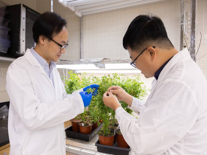 Two scienetest looking at a plant in a lab