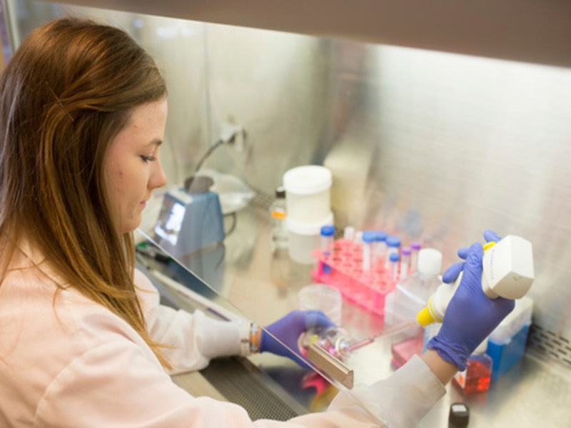 Researcher pipetting fluids in a biological safety cabinet.