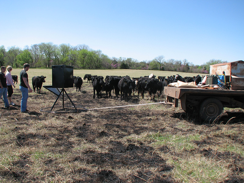 Students look on as cattle test out their feeding system design.