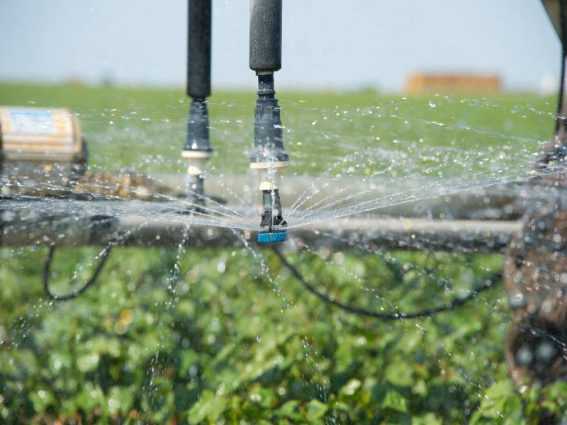 Detailed irrigation shot dispensing water to a field of crops.