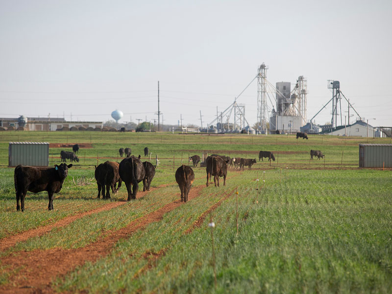 Cows and calves on wheat pasture.