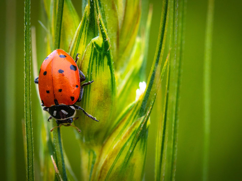 A ladybug sitting on a stalk of wheat.
