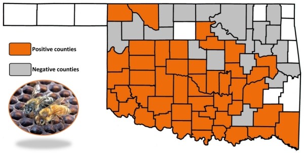 Oklahoma map showing current status of africanized honey bees. Oklahoma map showing current status of africanized honey bees.