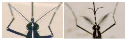 Comparison of male and female mosquitoes Comparison of male and female mosquitoes