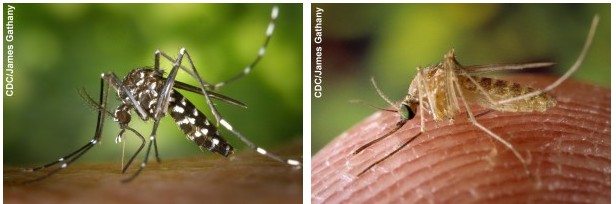 Comparison of two differnt types of mosquitoes Comparison of two differnt types of mosquitoes