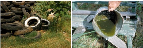 A pile of tires and bucket of old water that are good breeding areas for mosquitoes. A pile of tires and bucket of old water that are good breeding areas for mosquitoes.