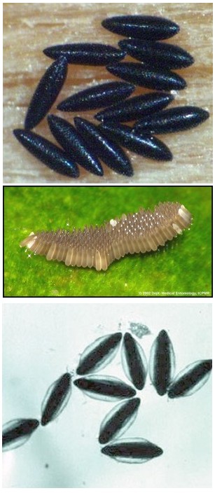 The life cycle of mosquito eggs The life cycle of mosquito eggs