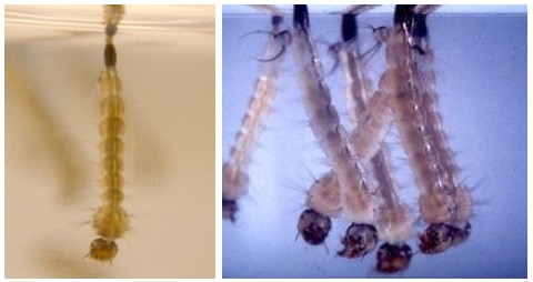 The larvae stage of a mosquitoes life cycle The larvae stage of a mosquitoes life cycle