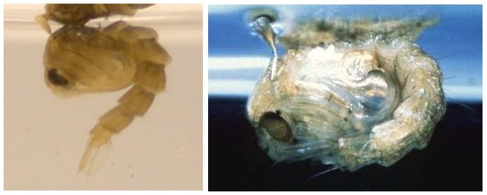 The pupae stage of a mosquitoes life cycle The pupae stage of a mosquitoes life cycle