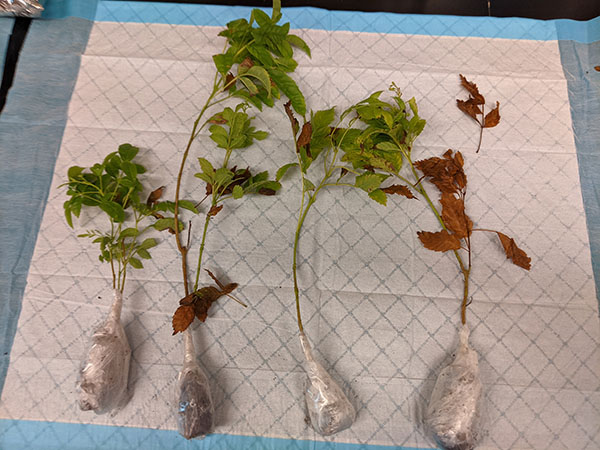 Submit a generous amount of plant material with a range of symptoms when submitting samples to the lab.