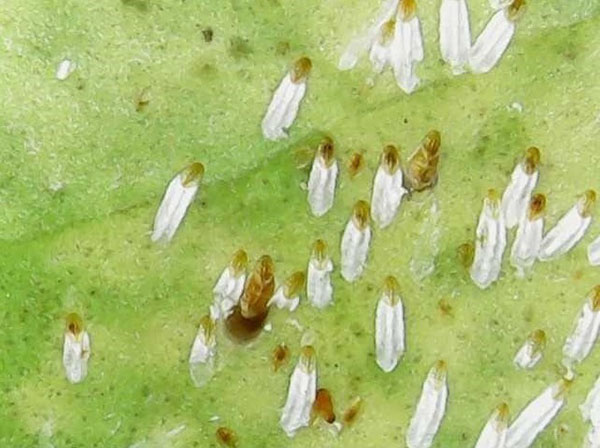 Figure 1b. Whenever possible, include more than one arthropod for examination