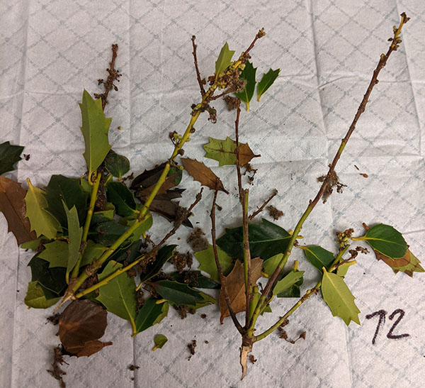 Figure 2. This problem is limited to the leaves and branches, so only foliage was submitted for testing