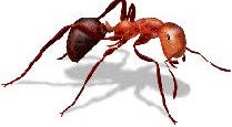 Red Fire Ant. 
