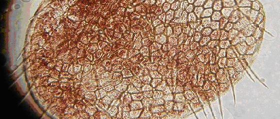 Reticulated winglet. Reticulated winglet.