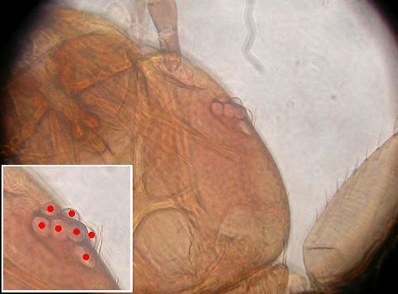 Seven ommatidia of liposcelis brunnea. Seven ommatidia of liposcelis brunnea.