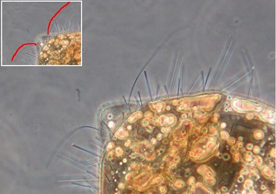 Two long curved acuminate setae on epiproct. Two long curved acuminate setae on epiproct.