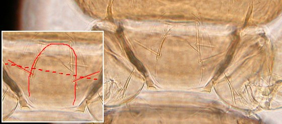Prosternal bristles located posterior to the middle of prosternum. Prosternal bristles located posterior to the middle of prosternum.