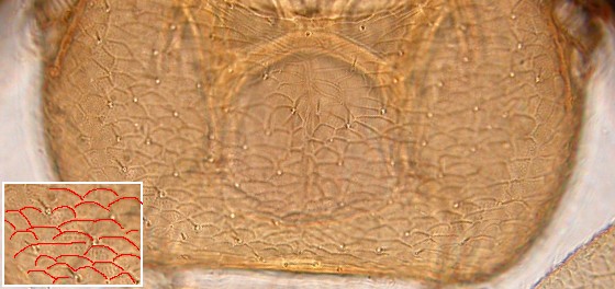 Areoles of vertex. Areoles of vertex.