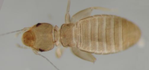 Liposcelis bostrychophila. Liposcelis bostrychophila.