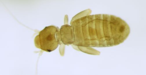 Liposcelis corrodens. Liposcelis corrodens.