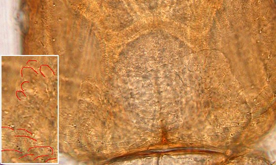 Areoles of vertex. Areoles of vertex.