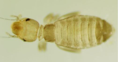 Liposcelis brunnea. Liposcelis brunnea.