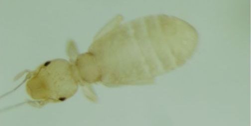 Liposcelis decolor. Liposcelis decolor.