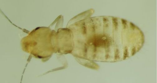 Liposcelis entomophila. Liposcelis entomophila.