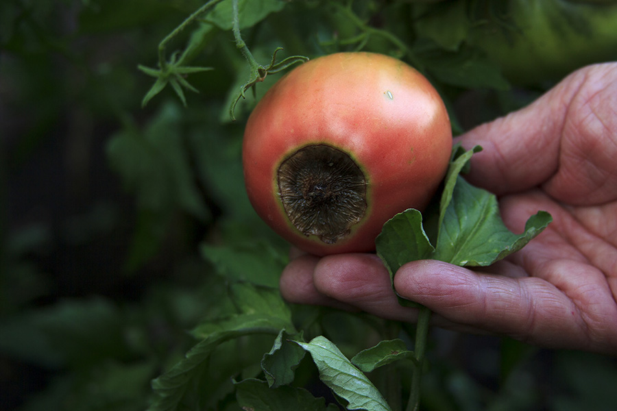 Blossom End Rot on a Tomato Blossom end rot on a tomato