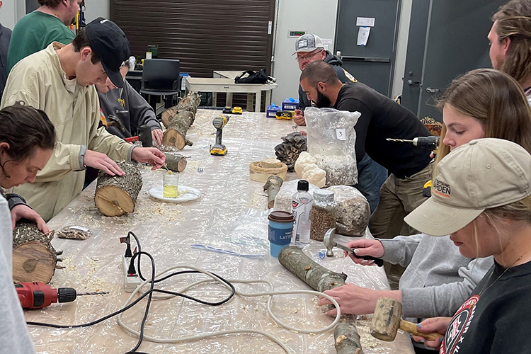 Urban Hort students Hort 3713 students inoculating oak logs with mushroom spores.