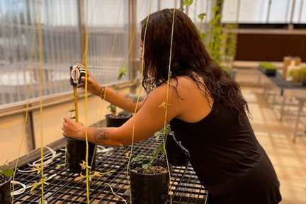 Graduate student collecting data on the hops project. Katie collecting data on the production of hops, a new crop for Oklahoma.