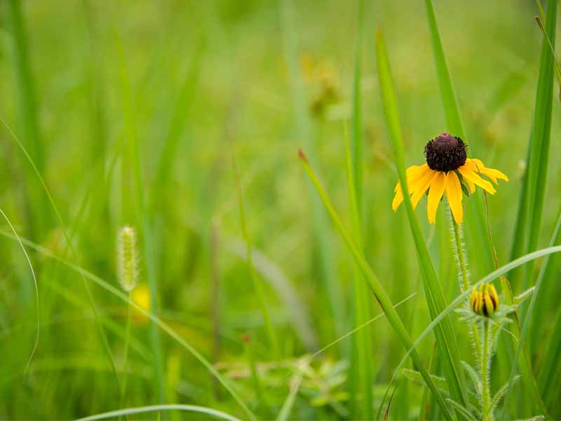A yellow flower surrounded by long grass.