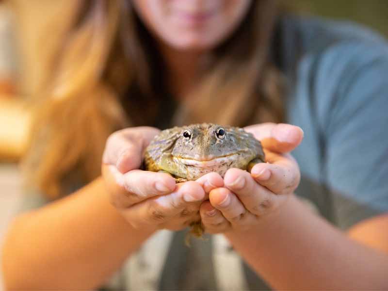 A girl holding a frog in her hands.
