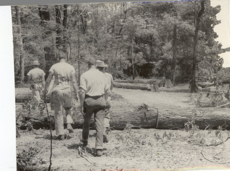 People are walking in the forest over downed trees.