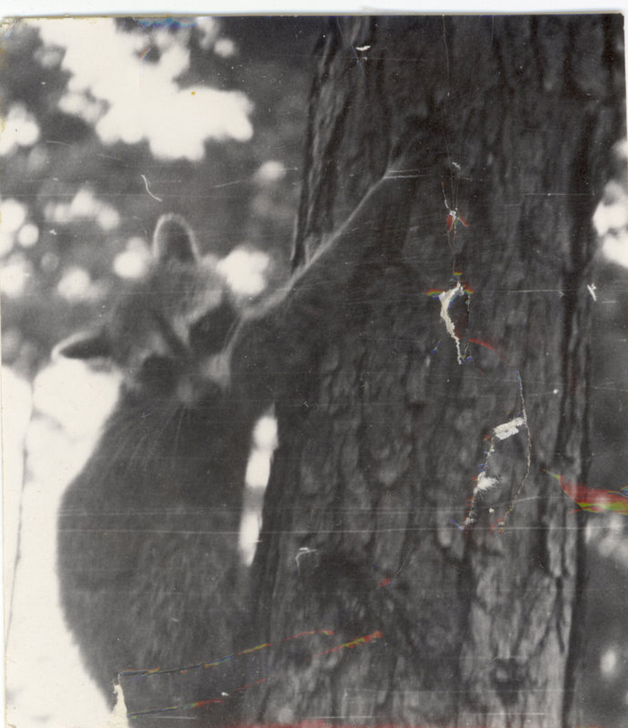 A racoon is holding on to the tree trunk.