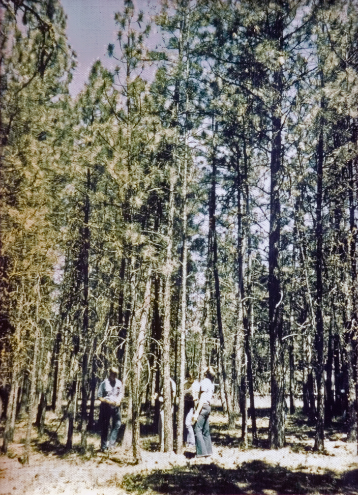 A person stood in a forest.