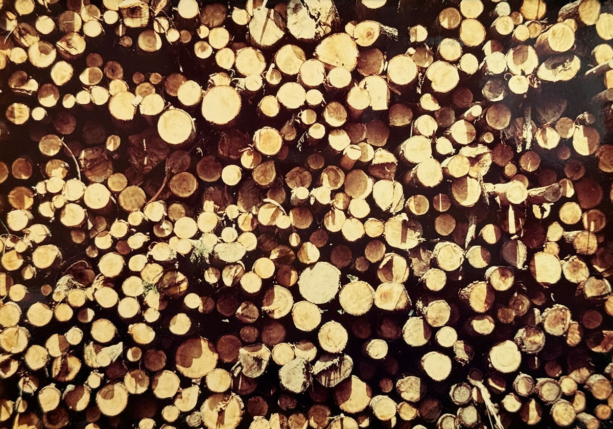 A huge pile of wooden logs stacked together.