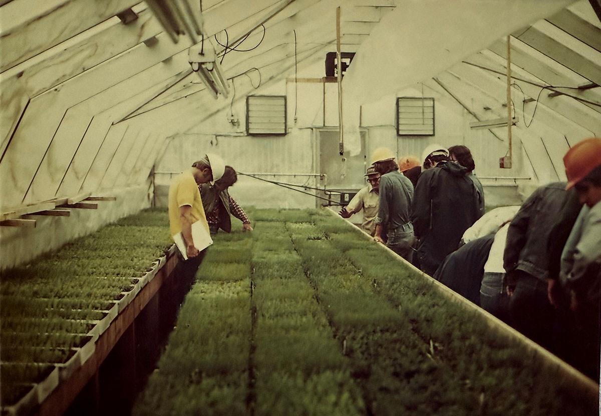 People are examining plants in a greenhouse.