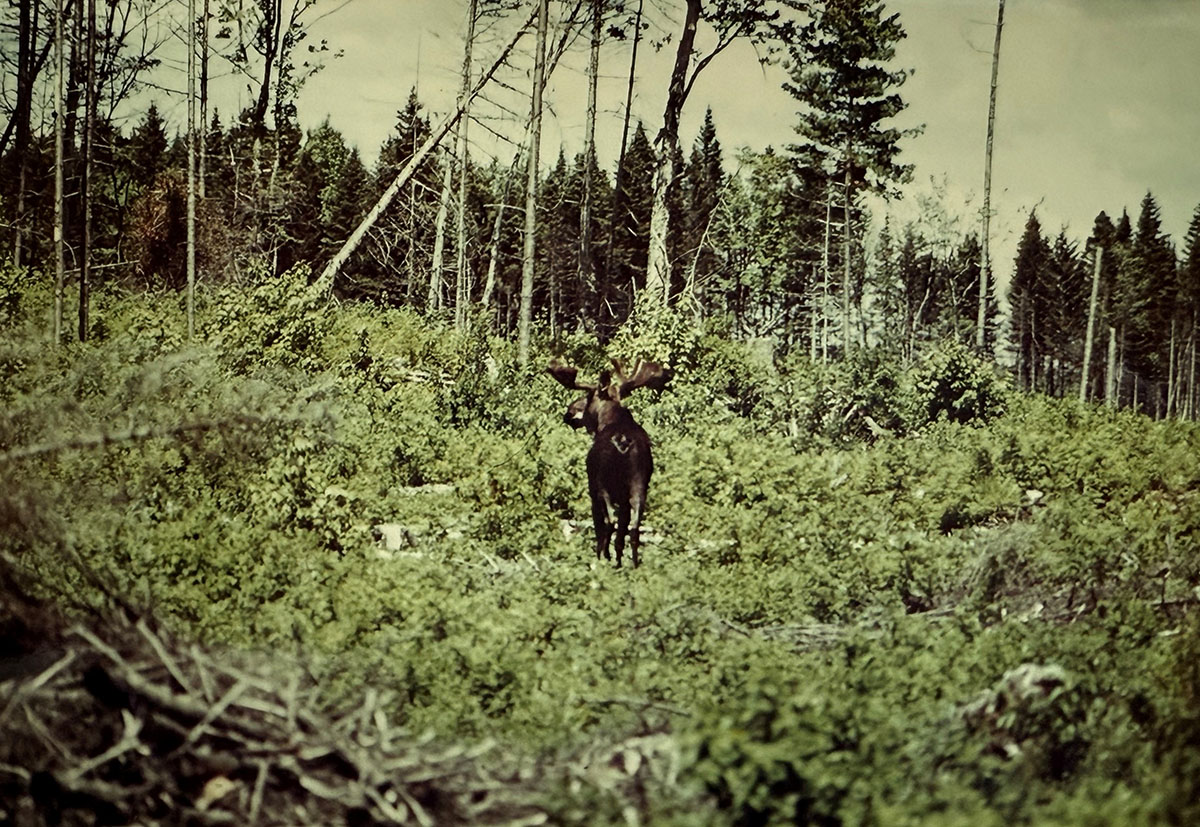 A large moose in the cut down forest area with large trees in the background.