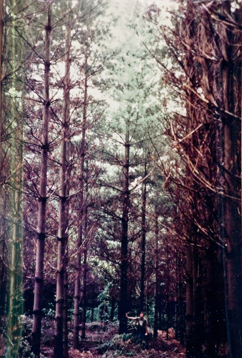 A scenic view of trees in the forest.