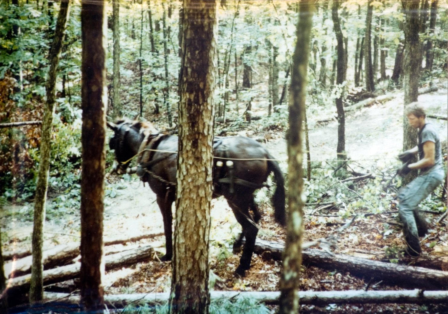 Student holds on to a horse that is dragging logs among the trees in a forest.