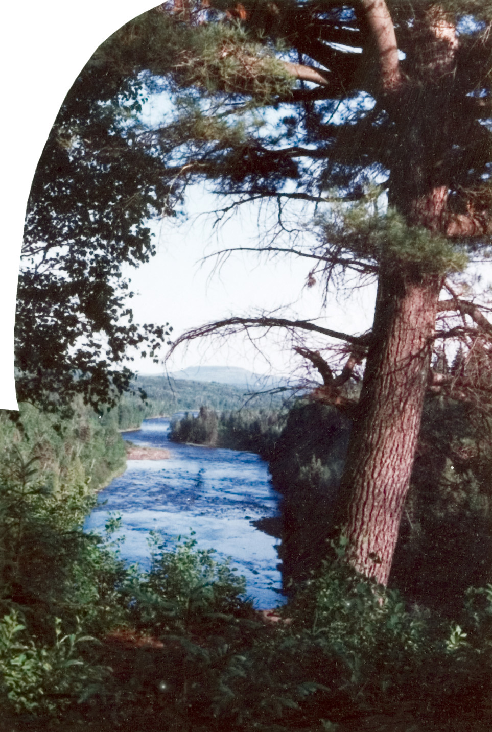 A breathtaking view of a stream of water nested between the trees.