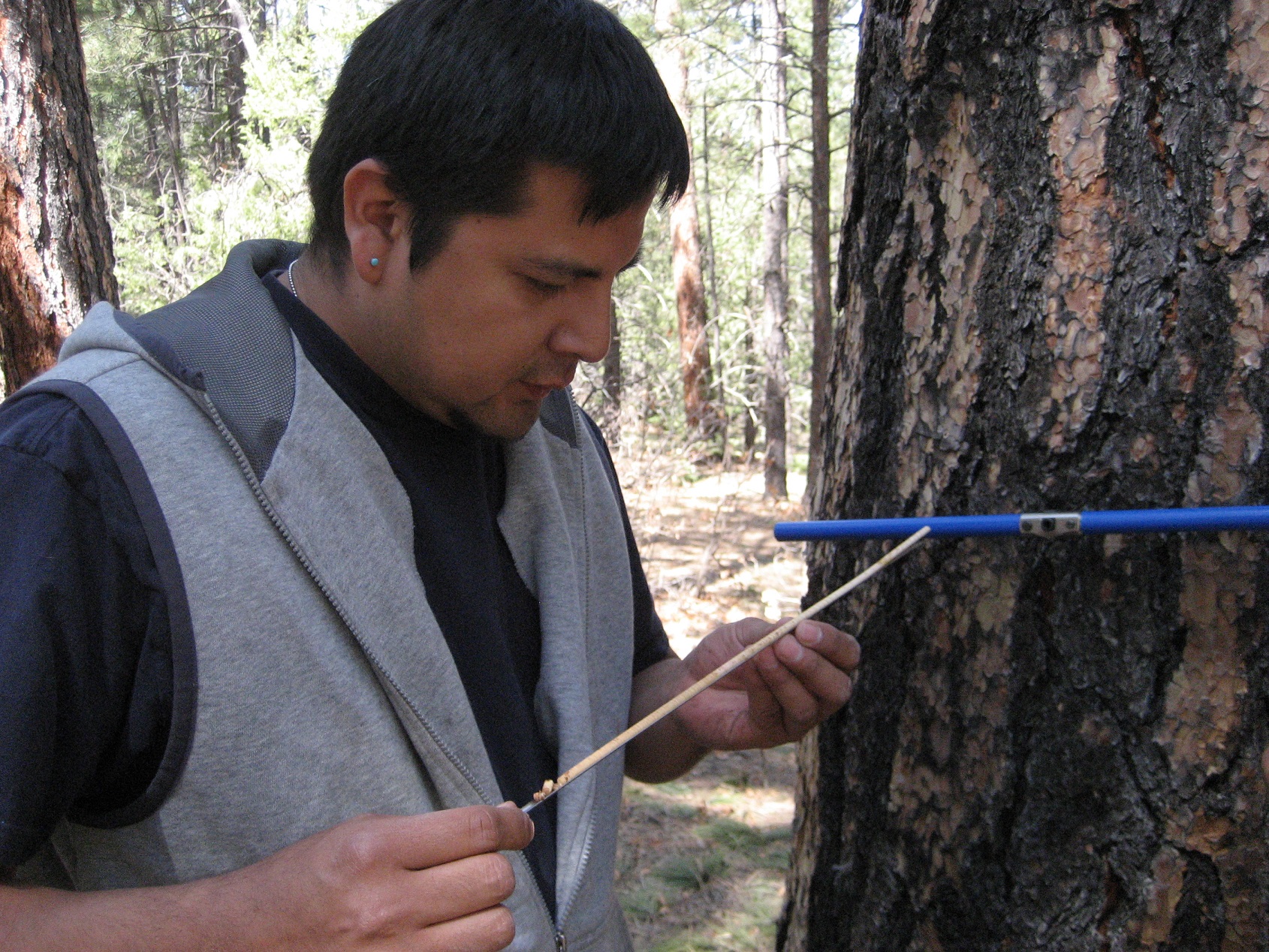 A student in a grey vest measuring the diameter of a tree trunk.
